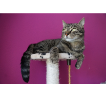 Drapaki dla kotów – do czego służą i czy są potrzebne każdemu pupilowi?